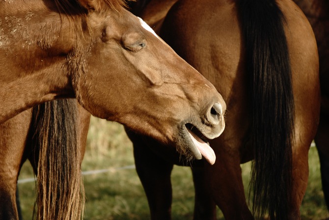 Coughing Horse